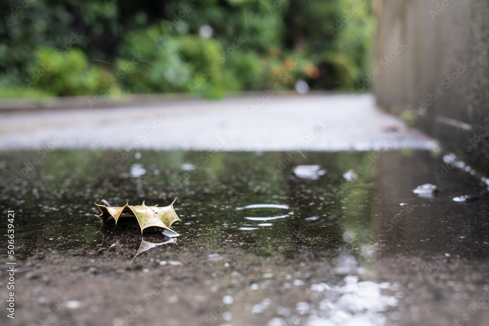Fototapeta premium Leaf lies in a puddle after rain, on the sidewalk, against the background of green trees.