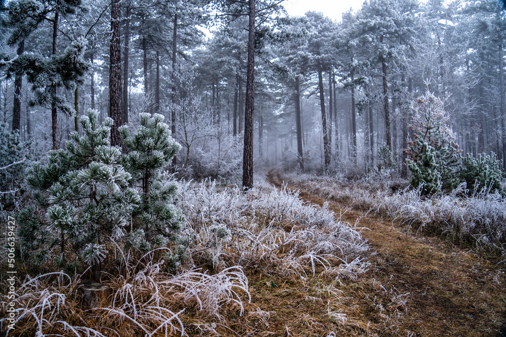 Frostiger Wald mit Nebel und Rauhreif