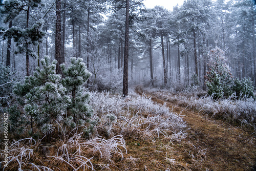 Obraz na płótnie Frostiger Wald mit Nebel und Rauhreif w salonie