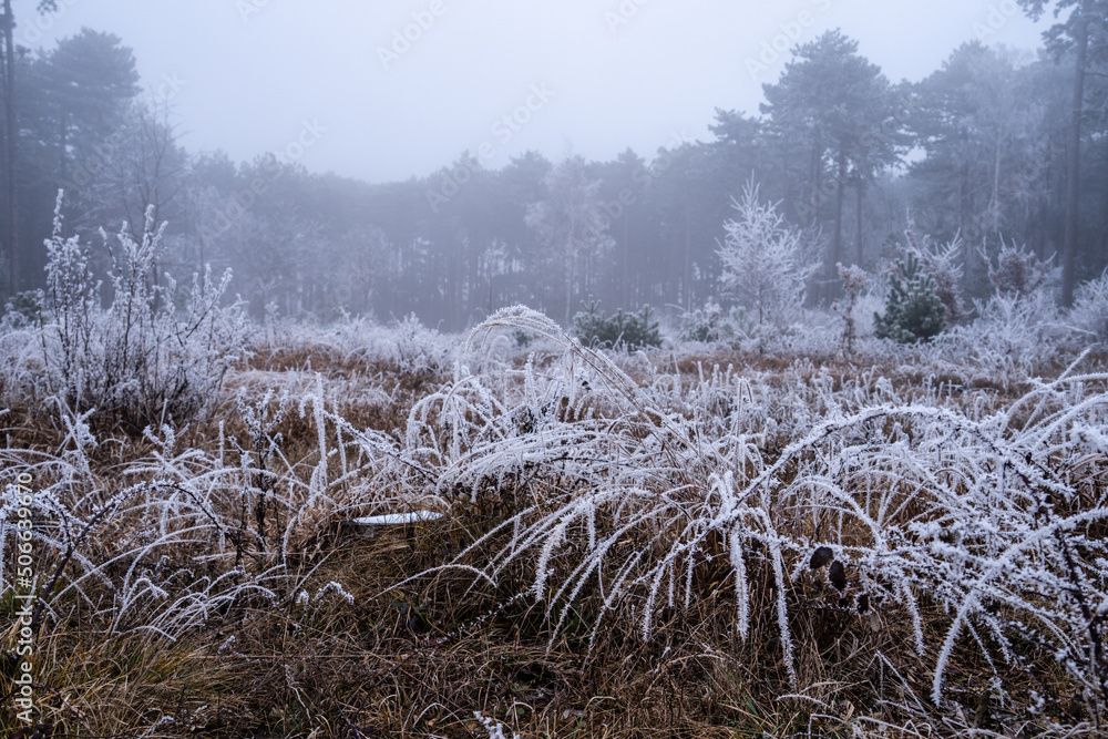 frostiger Nebelwald mit Rauhreif