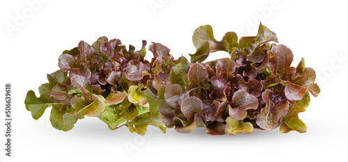 Red oak leaf lettuce isolated on a white photo