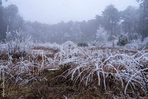 Obraz na płótnie frostiger Nebelwald mit Rauhreif w salonie