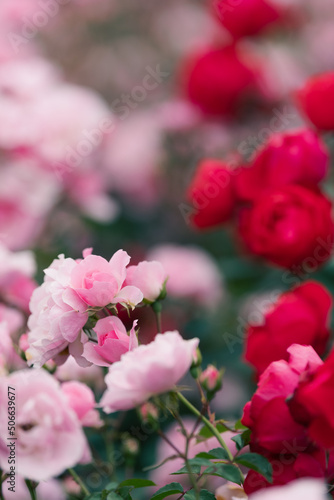 赤とピンクのバラ © Josiah.S