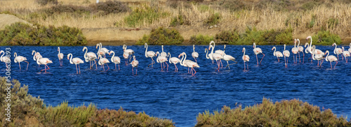 flamingos in the salt flats of Fuseta, Algarve, Portugal photo