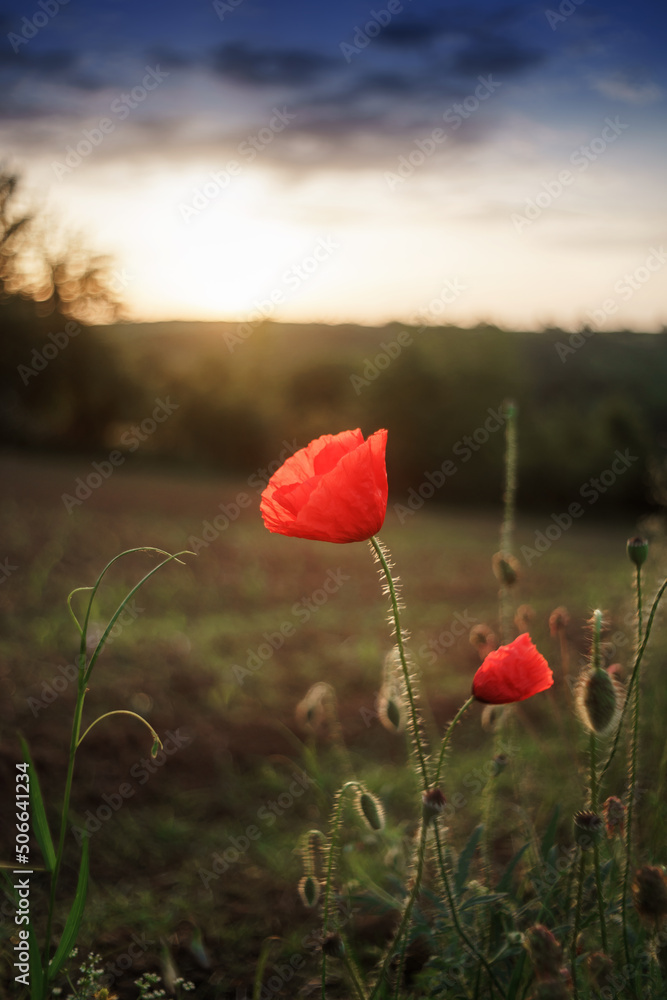 Fototapeta premium red poppies in a grass field 