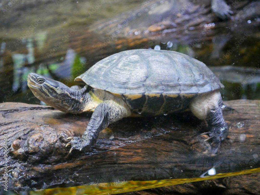 Turtles are an order of reptiles known as Testudines, characterized by a shell developed mainly from their ribs. Turtles are an order of reptiles known as Testudines, characterized by a shell developed mainly from their ribs.