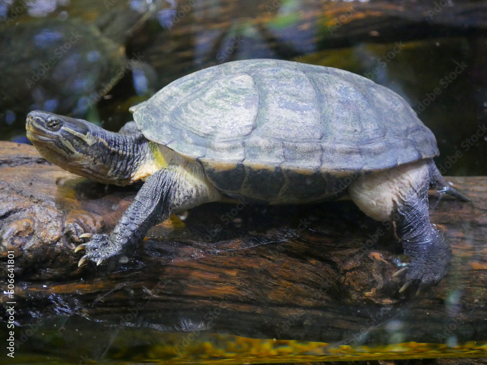 Fototapeta premium Turtles are an order of reptiles known as Testudines, characterized by a shell developed mainly from their ribs.