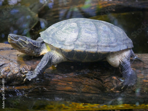 Turtles are an order of reptiles known as Testudines, characterized by a shell developed mainly from their ribs.