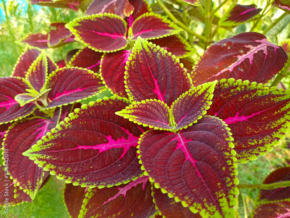maroon leafy plant with green spots suitable for your video projects or footage with the theme of plants or trees
