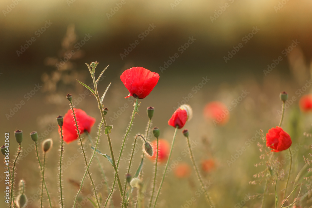 Naklejka premium red poppies in a grass field 