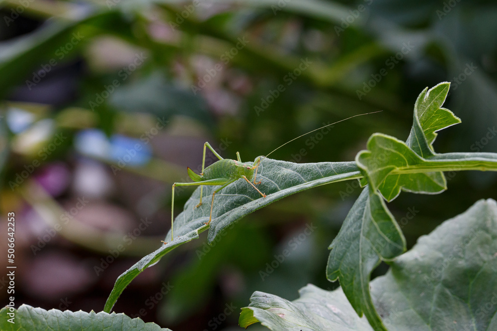 grasshopper on the grass grasshopper on the grass