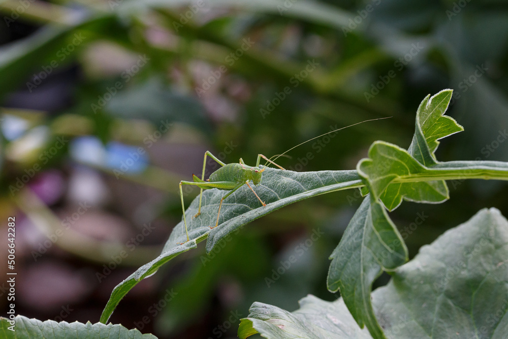 grasshopper on the grass grasshopper on the grass