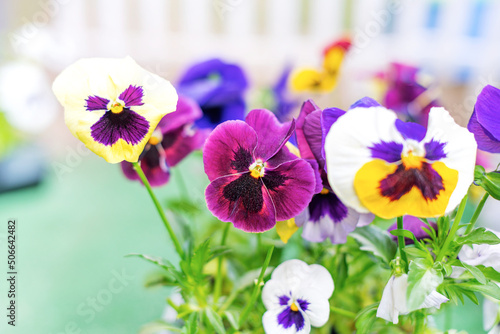 Wittrock violet flowers in a pot outdoors. photo