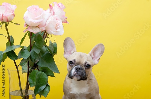 A bouquet of spectacular pink roses and a French bulldog looking directly at the camera while sitting against a yellow studio background.