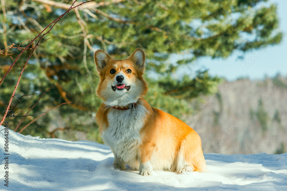 Close-up of a cute smiling corgi with his tongue hanging out, sitting in a beautiful snowy forest Close-up of a cute smiling corgi with his tongue hanging out, sitting in a beautiful snowy forest
