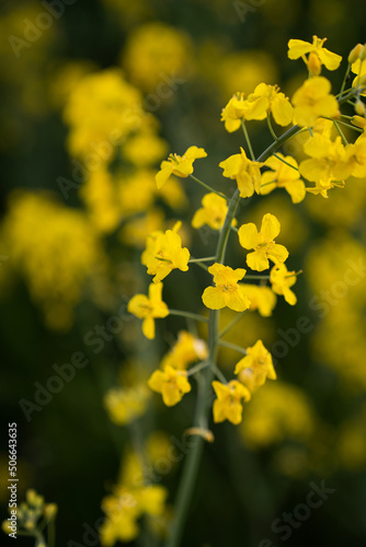 Canola field  Rapeseed   flowers field on spring  photo