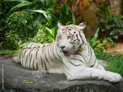 white tiger or bleached tiger is a leucistic pigmentation variant of the Bengal tiger  Siberian tiger and hybrids between the two.