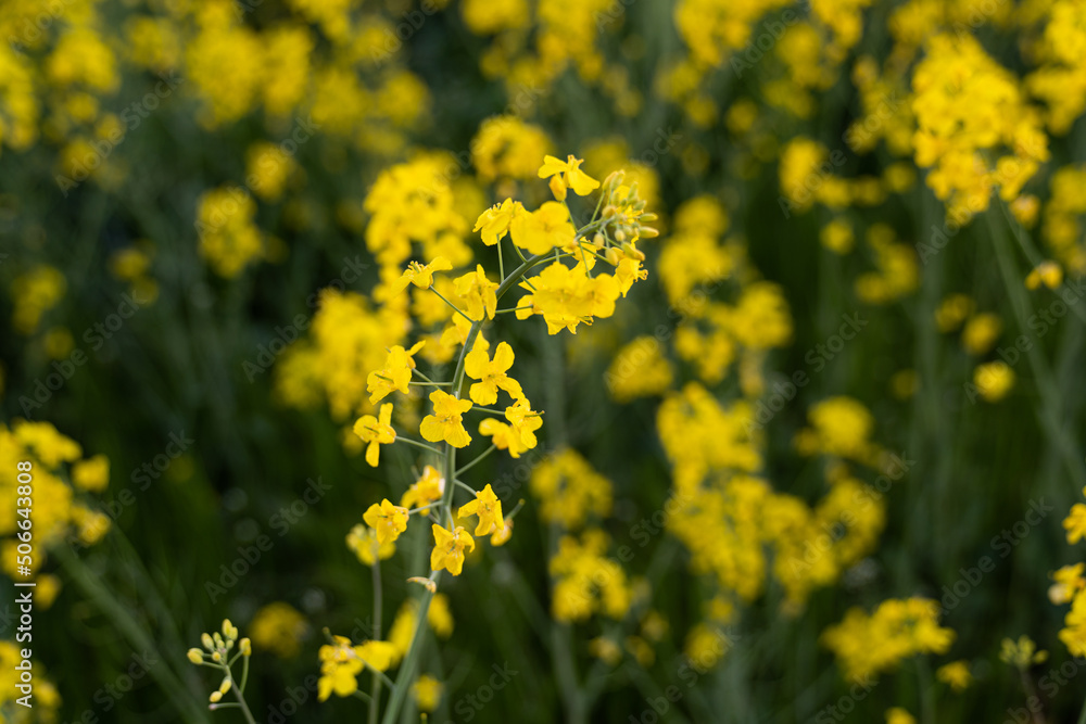Canola field Rapeseed flowers field on spring Canola field Rapeseed flowers field on spring