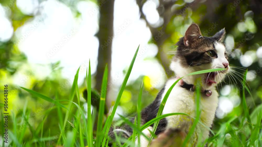 Cute cat playing on the grassy lawn at sunset Cute cat playing on the grassy lawn at sunset