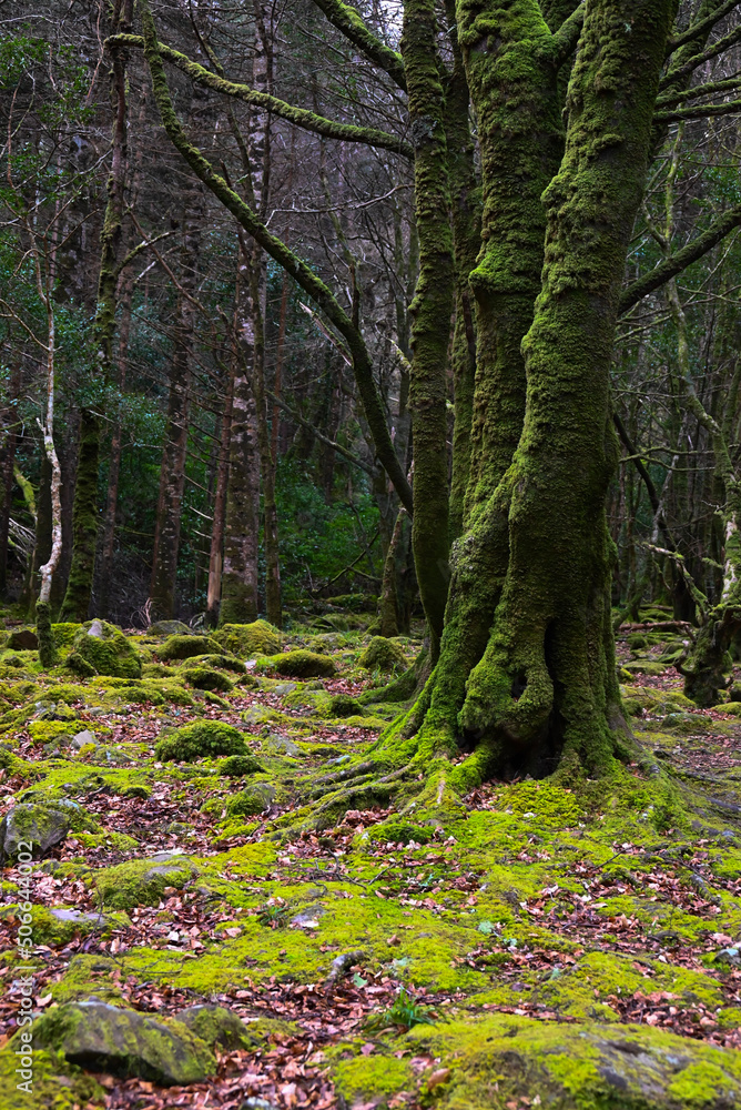 Naklejka premium green tree