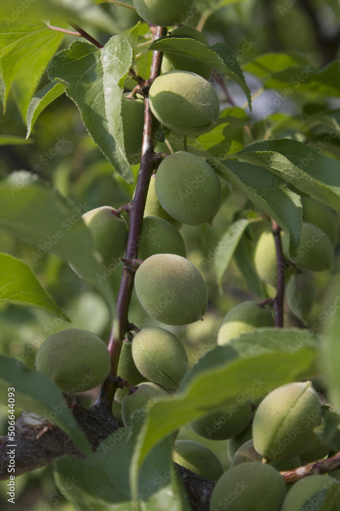 Plums hanging on branches on a farm.