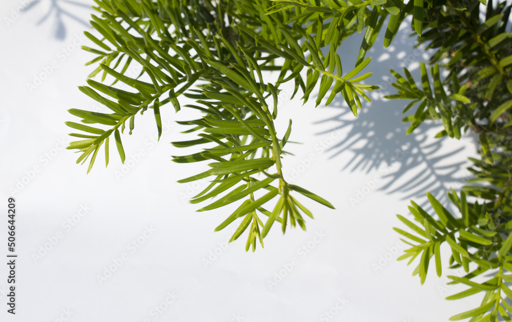 Obraz premium Taxus baccata close up. Green branches of yew tree isolated white background. (Taxus baccata, English yew, European yew).