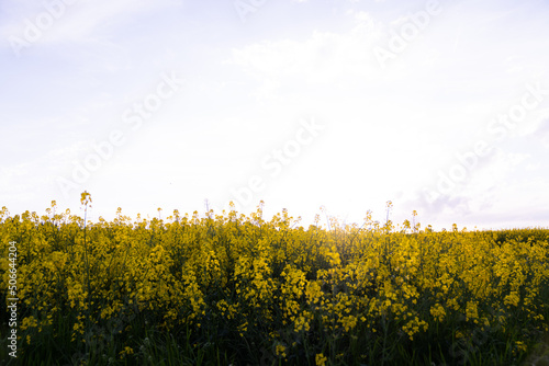 Canola field  Rapeseed   flowers field on spring 