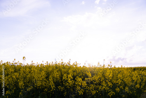 Canola field  Rapeseed   flowers field on spring 