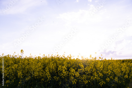 Canola field  Rapeseed   flowers field on spring 