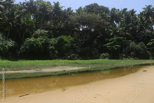 green water landscape trees