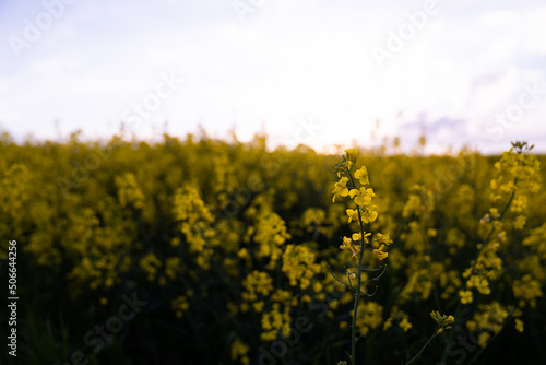 Canola field  Rapeseed   flowers field on spring 