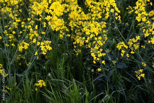 Canola field  Rapeseed   flowers field on spring 