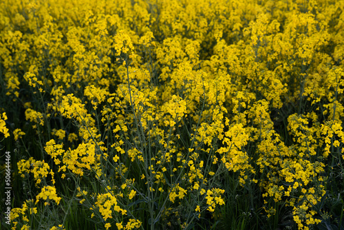 Canola field  Rapeseed   flowers field on spring 