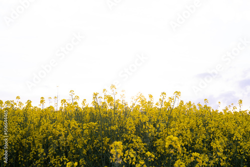Canola field  Rapeseed   flowers field on spring 