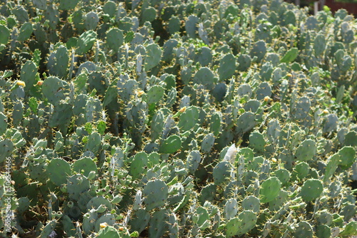 cactus green background plant 