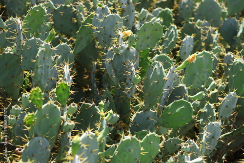 cactus green background plant 