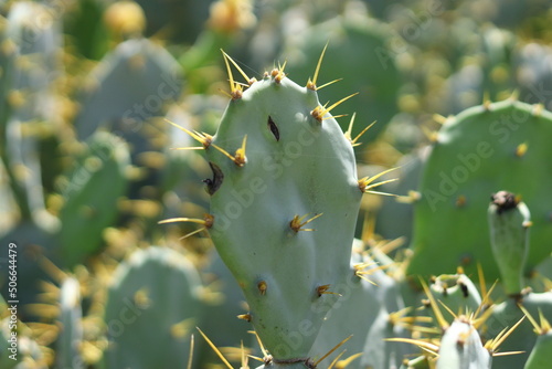 cactus green background plant 