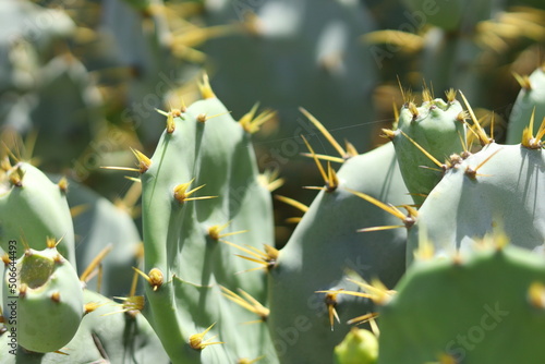 cactus green background plant 