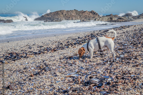 Jack Russell Terrier dog playing on the beach, Cape Town, South Africa