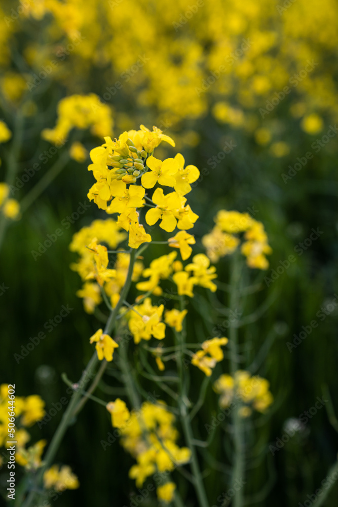 Canola field Rapeseed flowers field on spring Canola field Rapeseed flowers field on spring