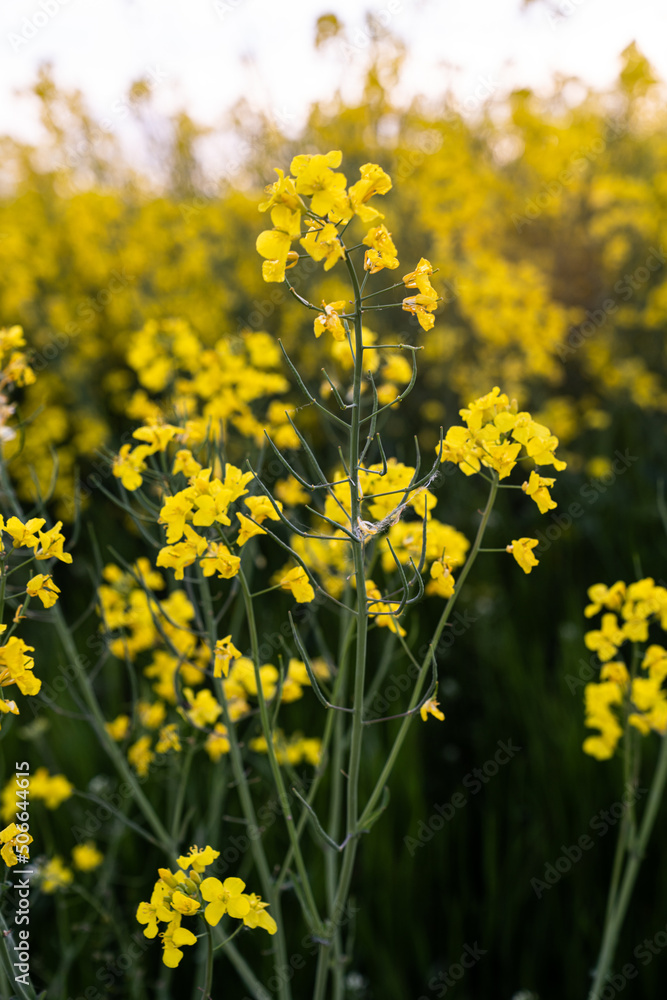 Canola field Rapeseed flowers field on spring Canola field Rapeseed flowers field on spring