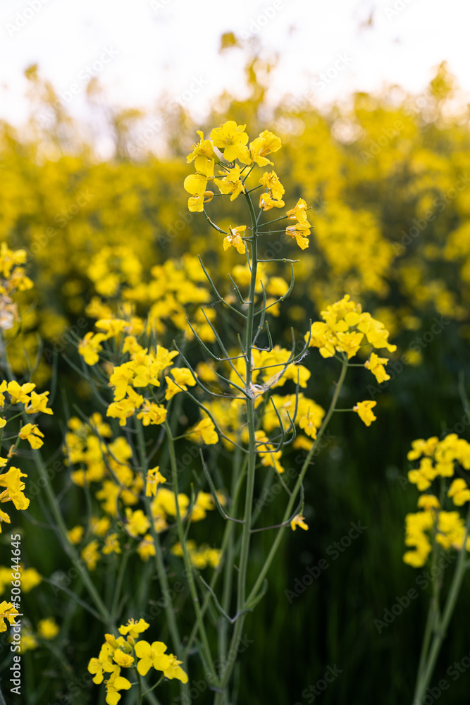 Fototapeta premium Canola field Rapeseed flowers field on spring