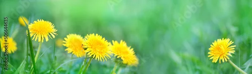 Panel kuchenny z motywem Beautiful yellow dandelion flowers on green grass meadow, natural blurred background. Dreamy artistic floral image of nature. Green spring field with yellow fluffy dandelions close up. banner