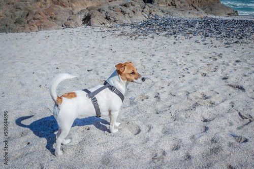 Jack Russell Terrier dog playing on the beach, Cape Town, South Africa