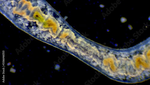 Micro organism - Flat worm crawling photo