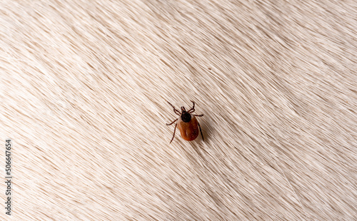 A tick on a dog's hair. A close-up of the dog's white, short hair with a brown tick to remove.