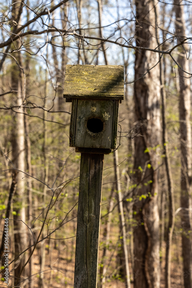Small Bird House In Early Spring Forest