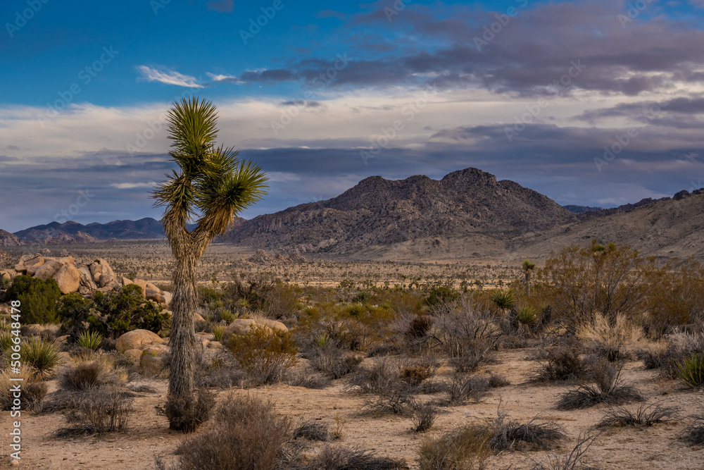 Fototapeta premium Small Joshua Tree In Front Of Mount Minerva Hoyt In Joshua Tree