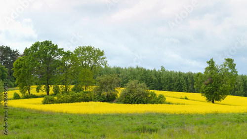 Landscape with blooming rapeseed and trees on a sunny spring day.