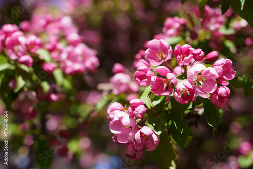 Fototapeta Naklejka Na Ścianę i Meble -  Blossoming apple tree background. Pink inflorescences and flowers on a fruity apple tree in the spring season. Selected focus